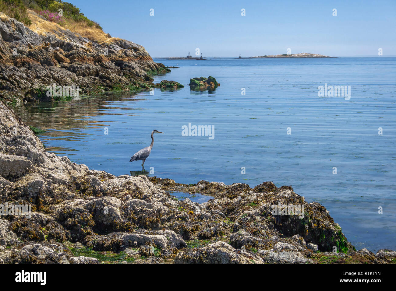 A Great Blue heron stands at the water's edge on a rocky shore at low tide, with islets and reefs, marked by beacons, in the distance  (summer day). Stock Photo