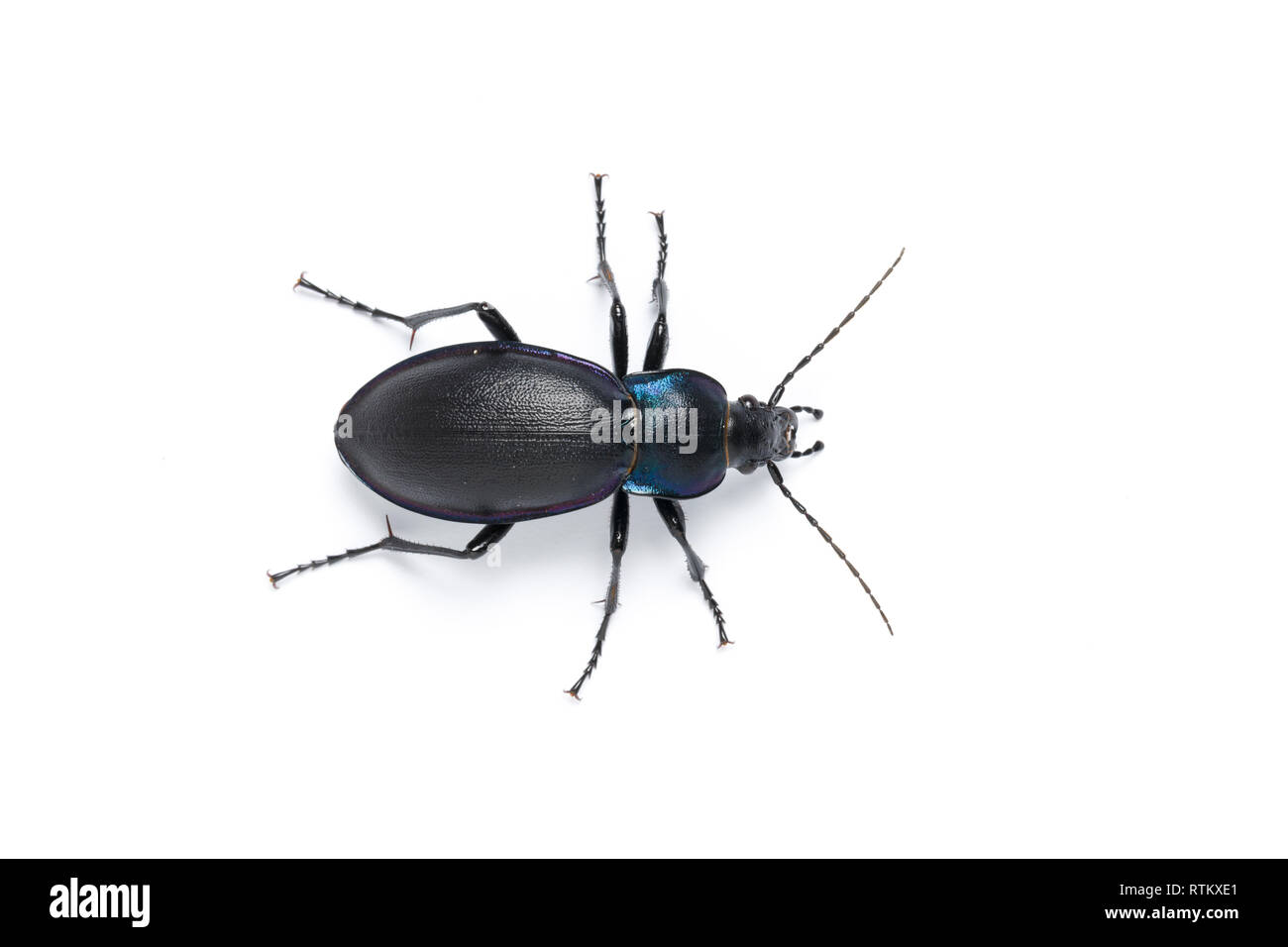 Violet ground beetle, Carabus violaceus, on white background. Monmouthshire, Wales, UK Stock Photo