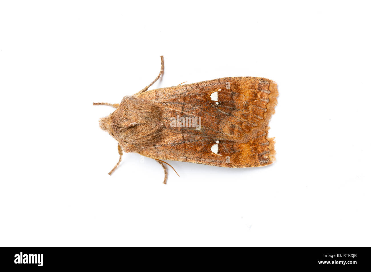 Satellite Moth, Eupsilia transversa, Catbrook, Monmouthshire, Wales.  Family Noctuidae. Stock Photo