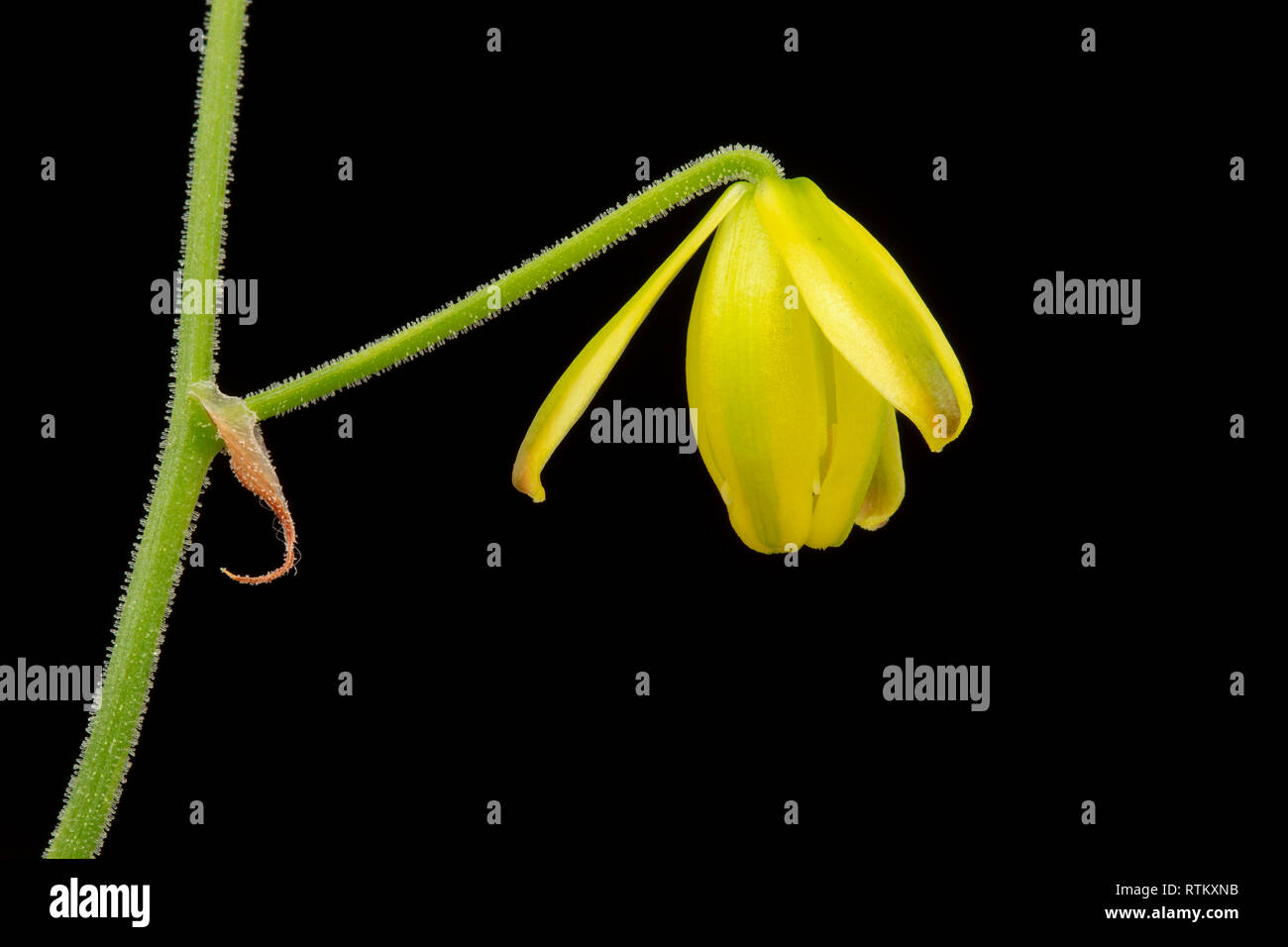 Albuca shawi, flower.  South Africa. Family  Hyacinthaceae. Stock Photo