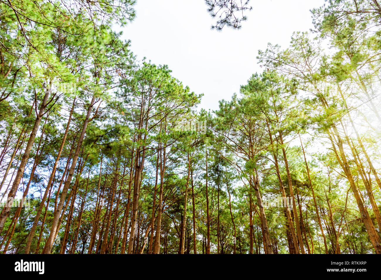 Beautiful nature, many tree of the Pinus kesiya (Khasi pine, Benguet pine or three-needled pine) forest under the sun shining light at the morning in  Stock Photo