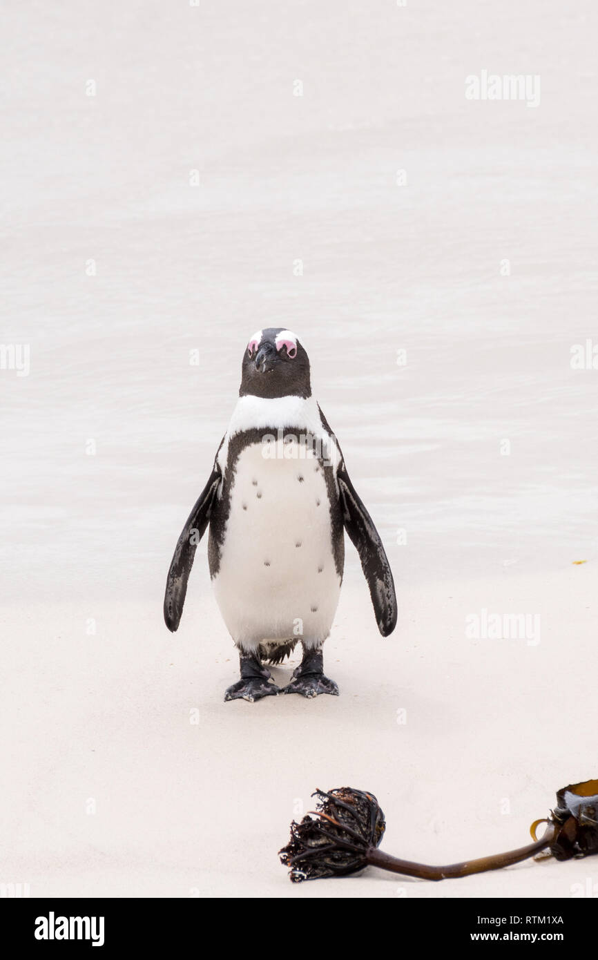 African penguin (Brillenpinguin) from Boulders Penguin Colony Stock Photo