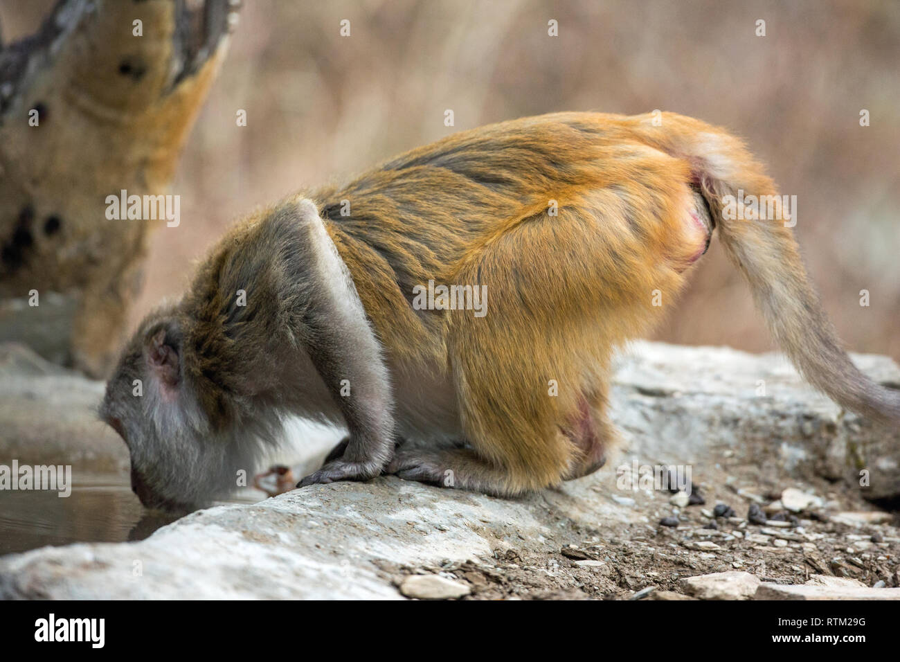 Rhesus Macaque (Macaca mulatta). On all fours, leaning forward to drink directly from a pool of water. Sitting, squatting, on all four limbs. Vulnerable position. Restricted vision re. predation. Stock Photo