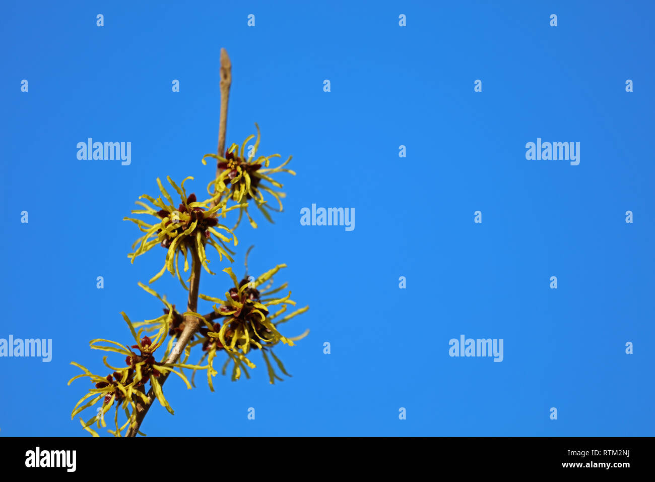 Hamamelis - blossom hazel Stock Photo