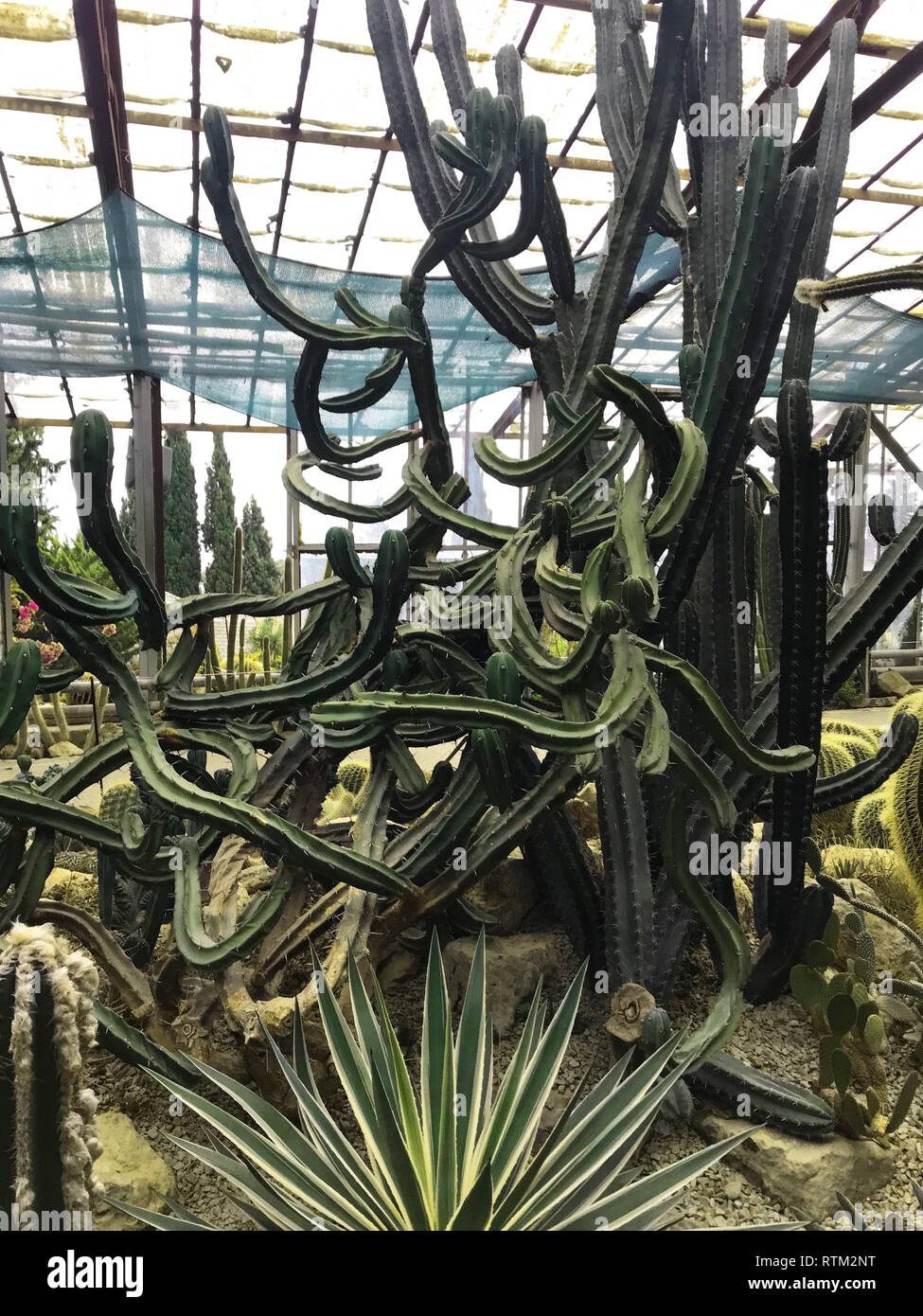 File:Cactus @ Greenhouse @ Jardin Botanique @ Genève (50630432852