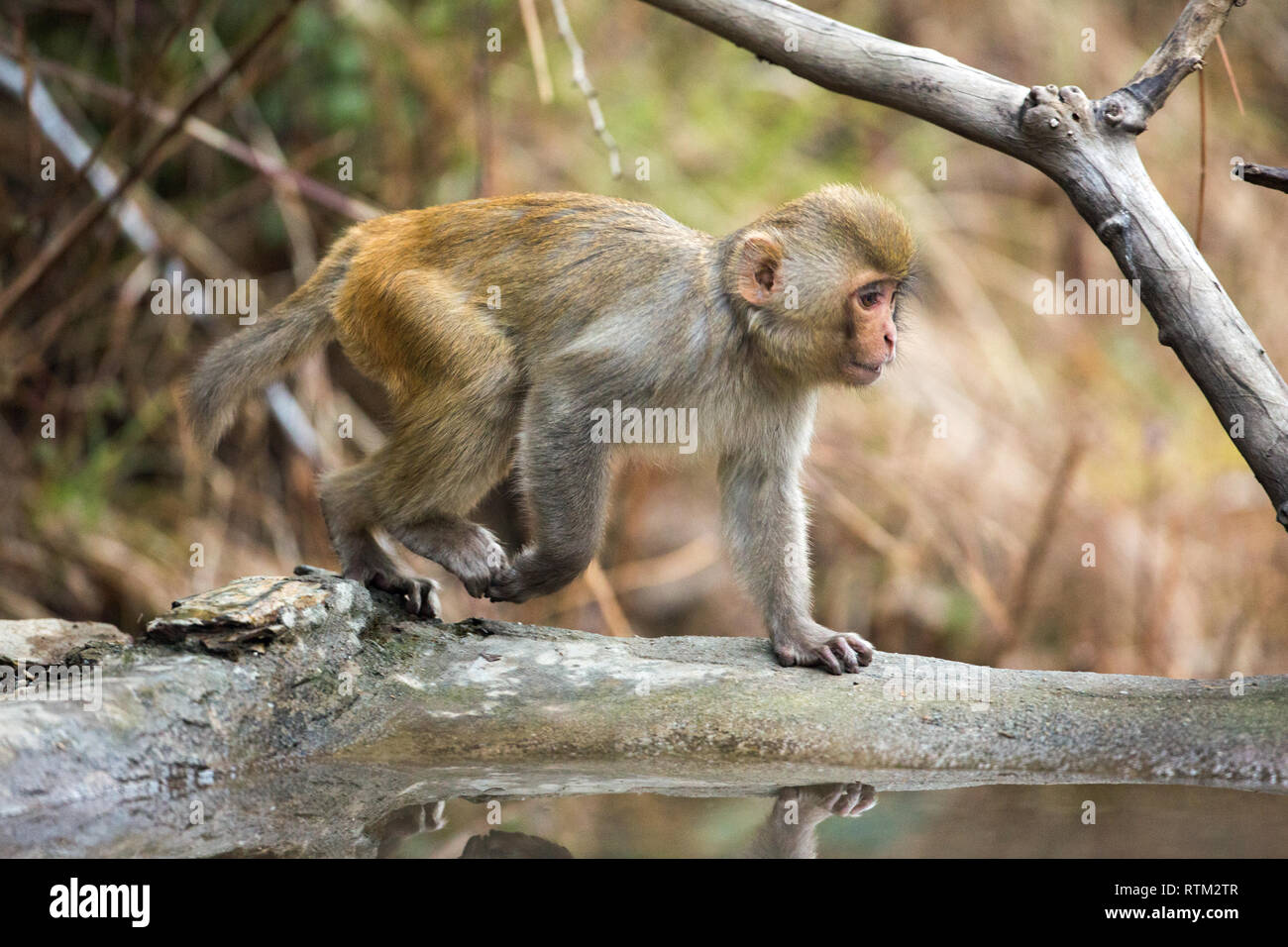 Young Rhesus Macaque (Macaca mulatta). Walking on all four limbs. Plantigrade. Front and rear legs alternating in turn whilst walking. Quadrupedal locomotion. Stock Photo
