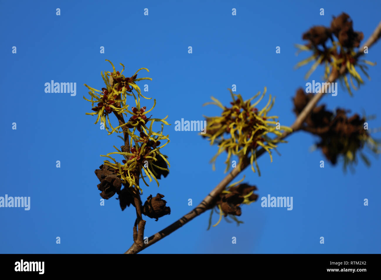 Hamamelis - blossom hazel Stock Photo