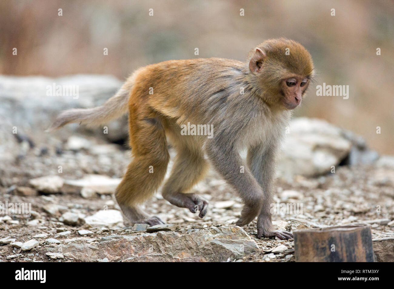 Young Rhesus Macaque (Macaca mulatta). Walking on all four limbs. Plantigrade. Front and rear legs alternating in turn whilst walking. Quadrupedal locomotion. Stock Photo