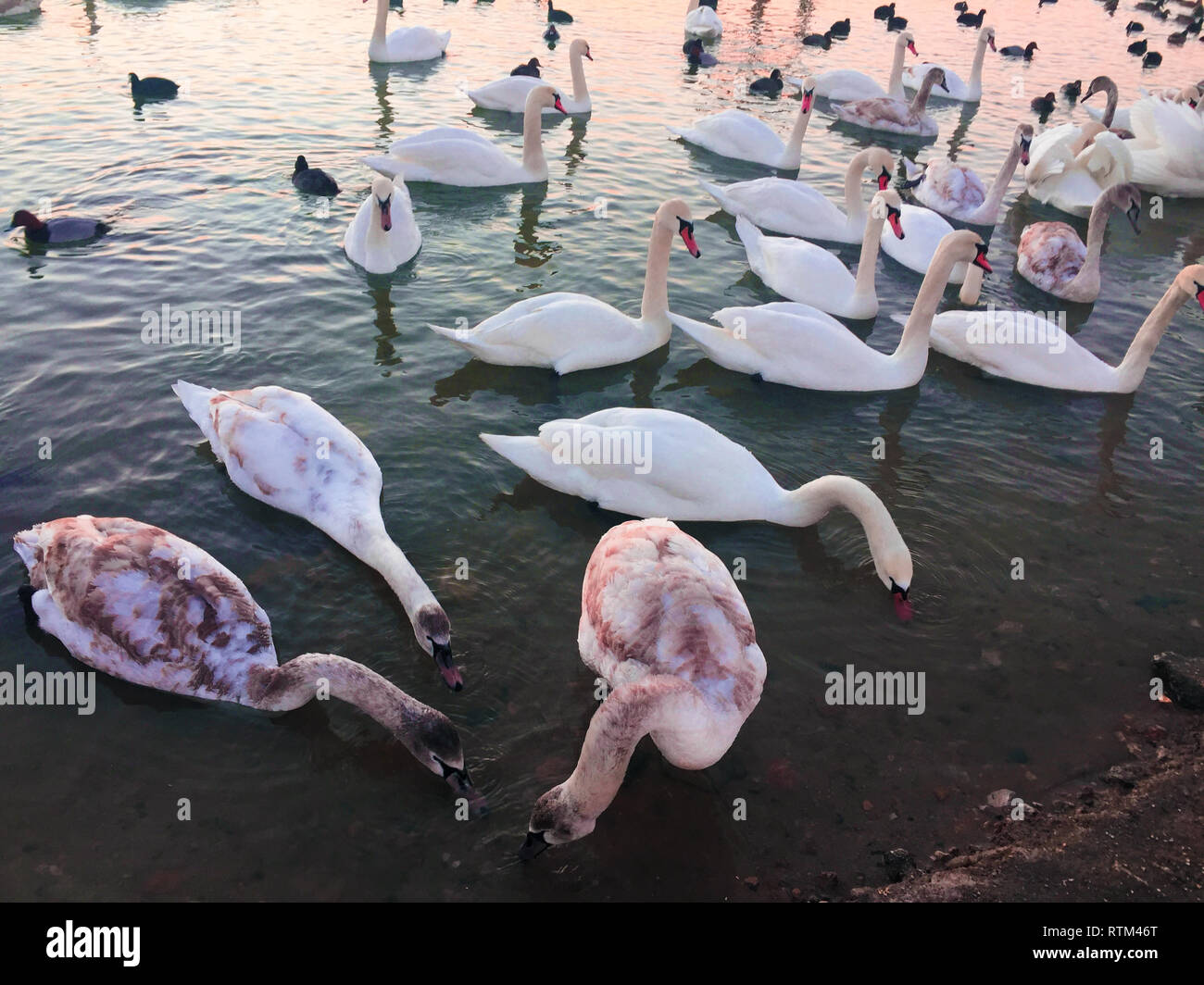 Many swans in the lake. a flock of swans scrambling over food on a