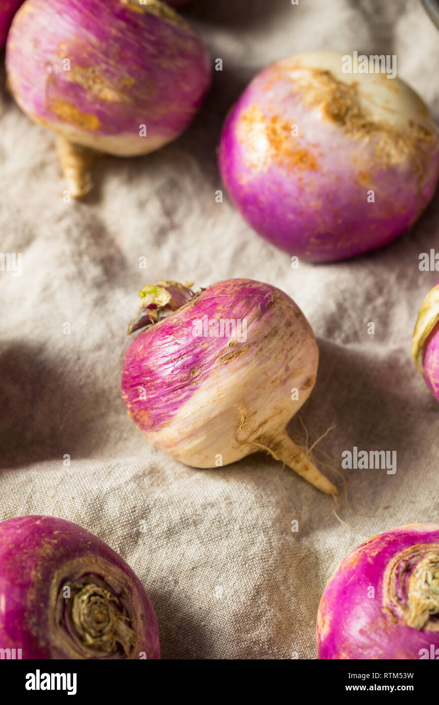 Raw Organic Purple Turnips Ready to Cook Stock Photo Alamy