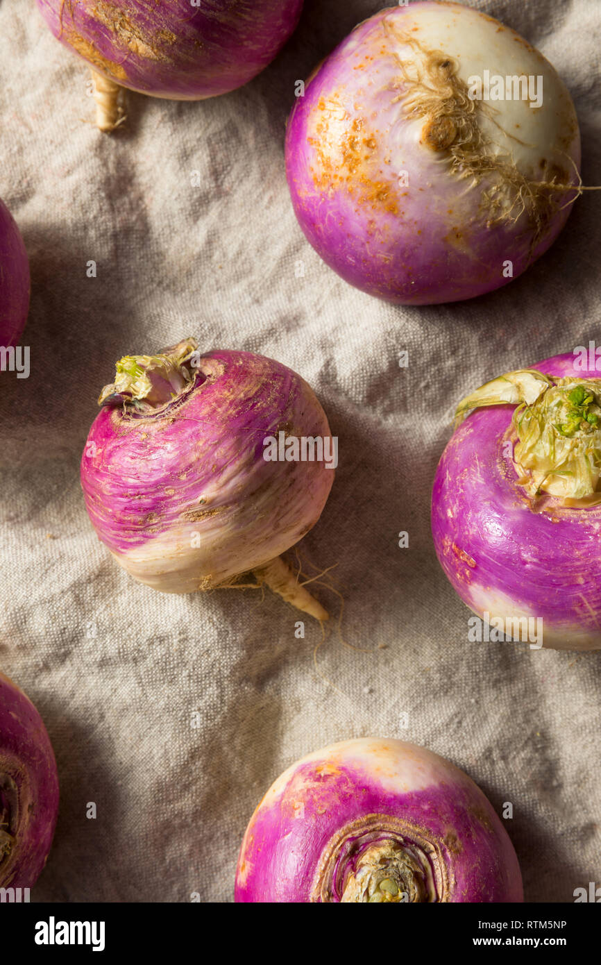 Raw Organic Purple Turnips Ready to Cook Stock Photo Alamy