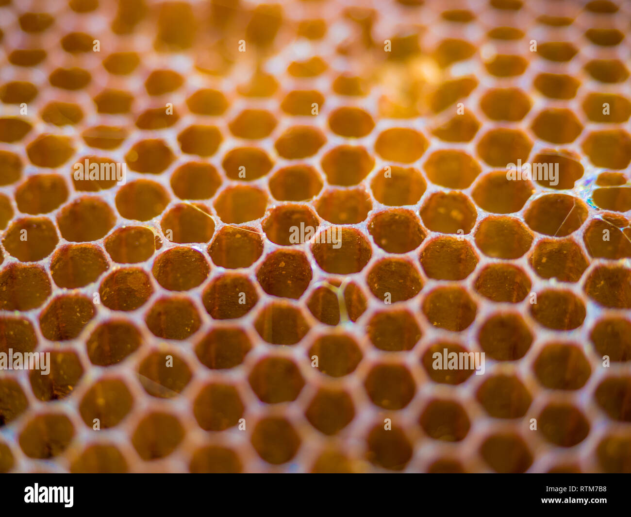 Texture background of bee wax and honey from a hive, organic and healthy food. Stock Photo