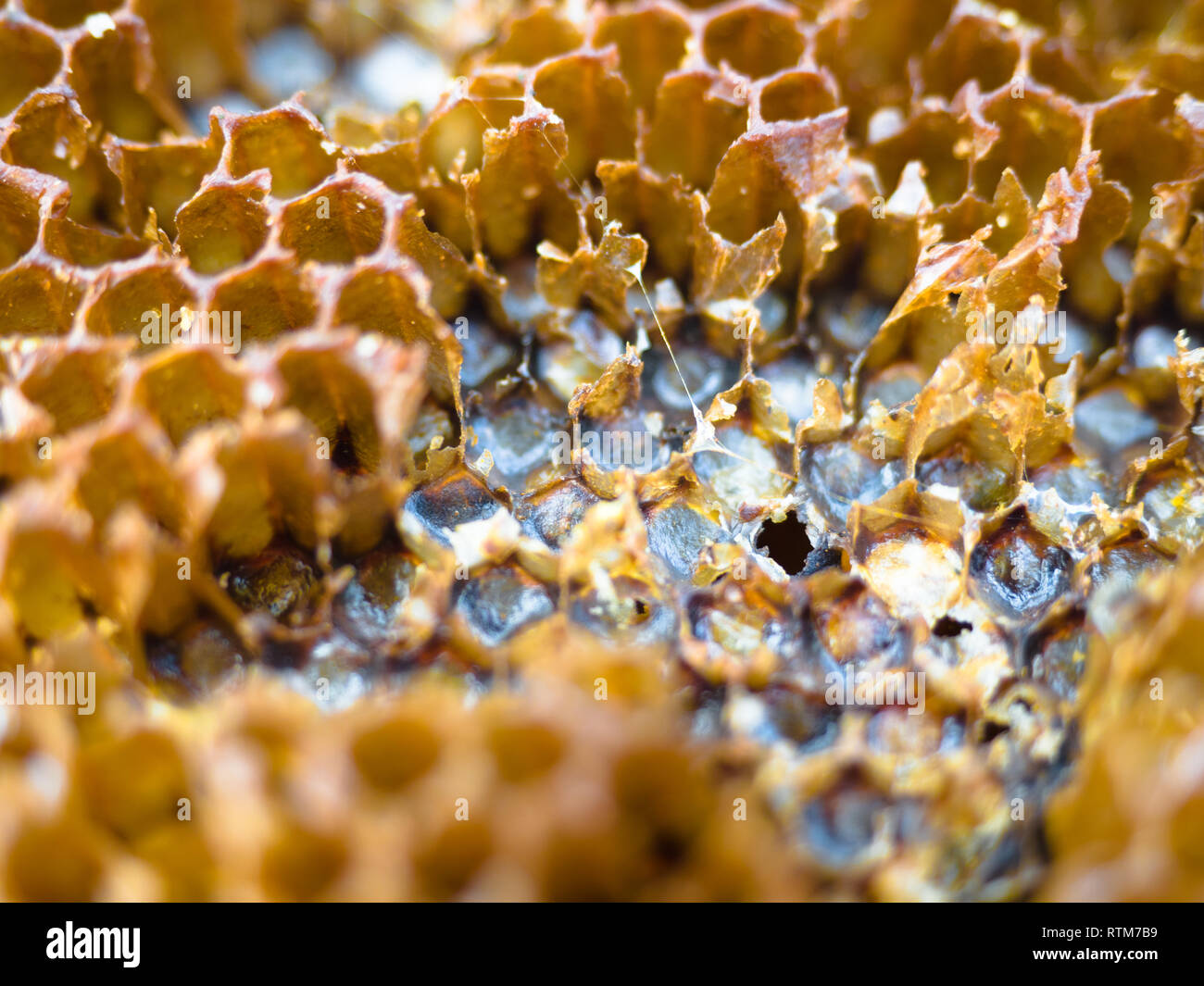 Texture background of bee wax and honey from a hive, organic and healthy food. Stock Photo