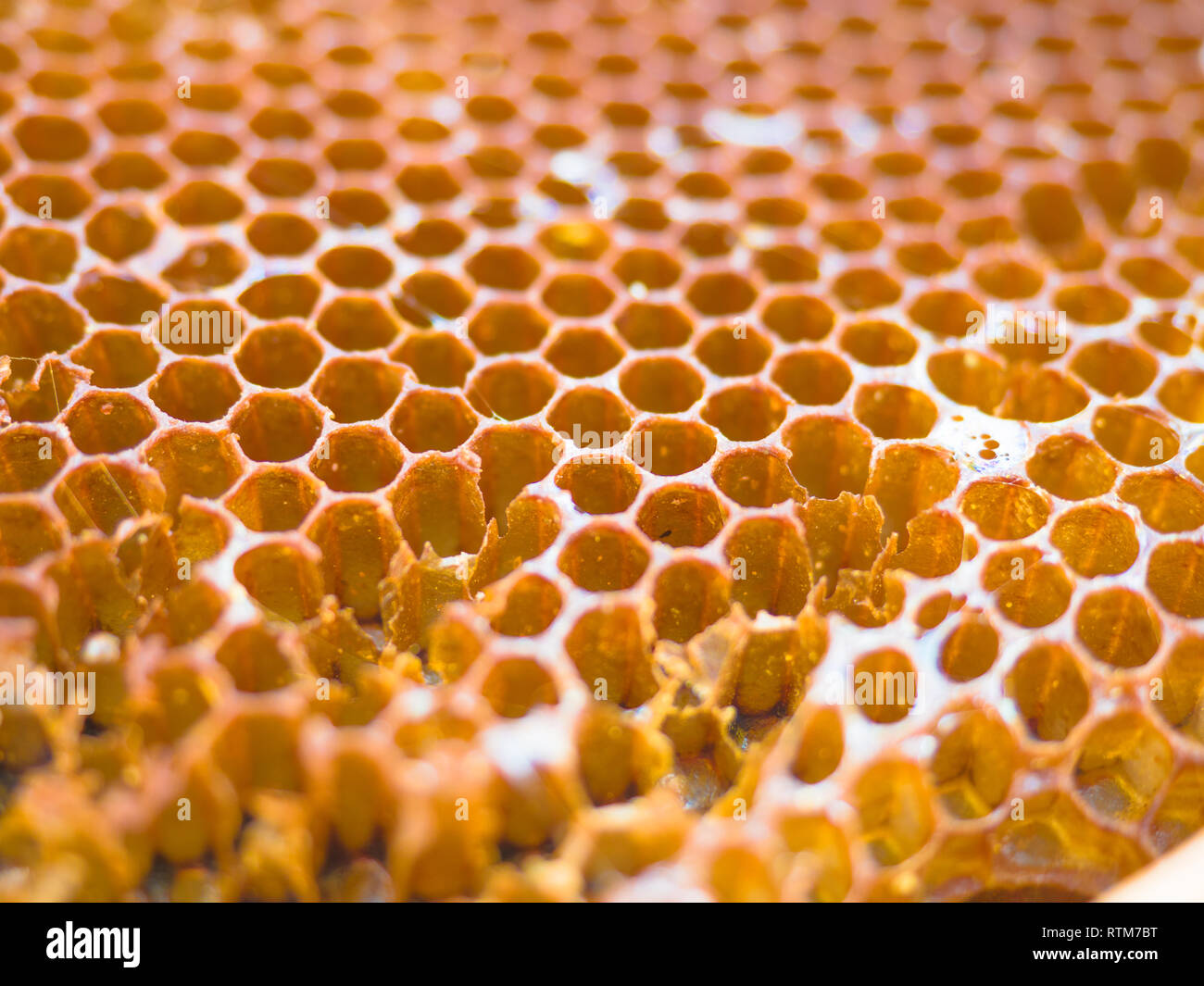 Texture background of bee wax and honey from a hive, organic and healthy food. Stock Photo