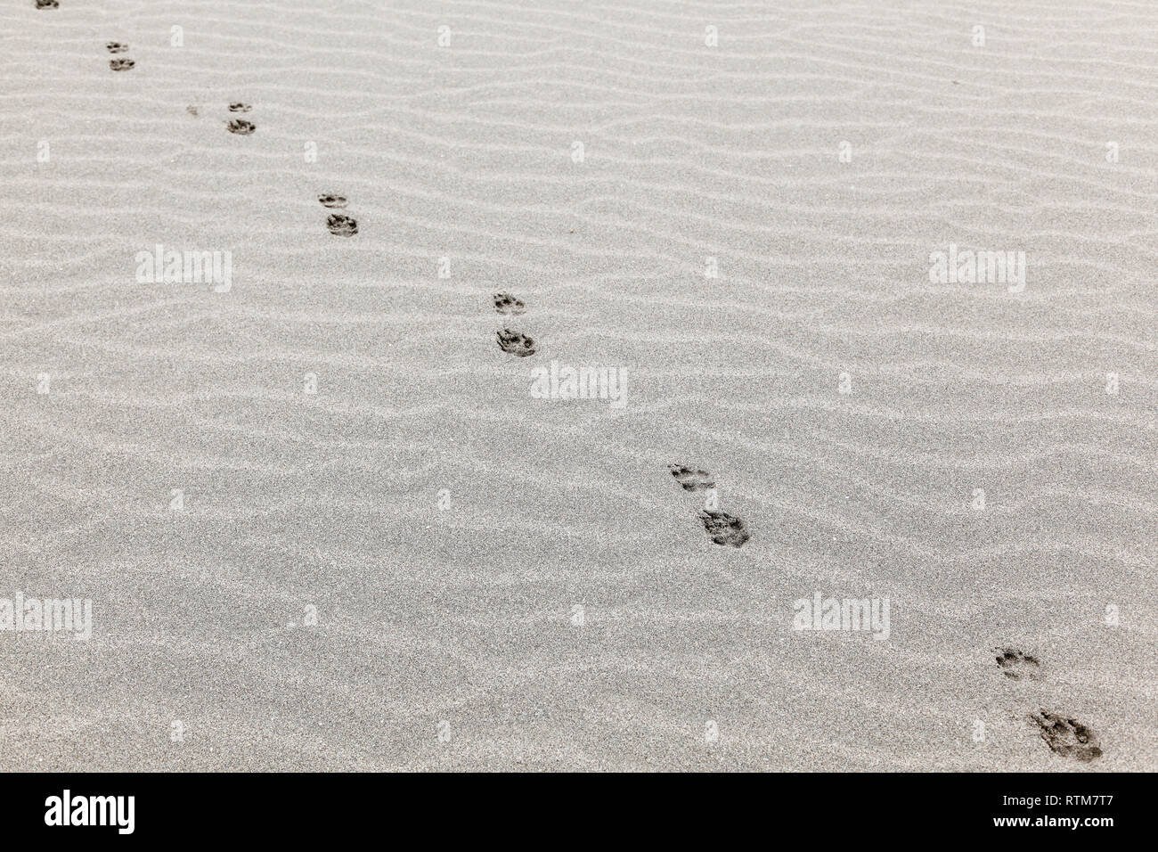 Dog tracks on desert sand crossing diagonally Stock Photo Alamy