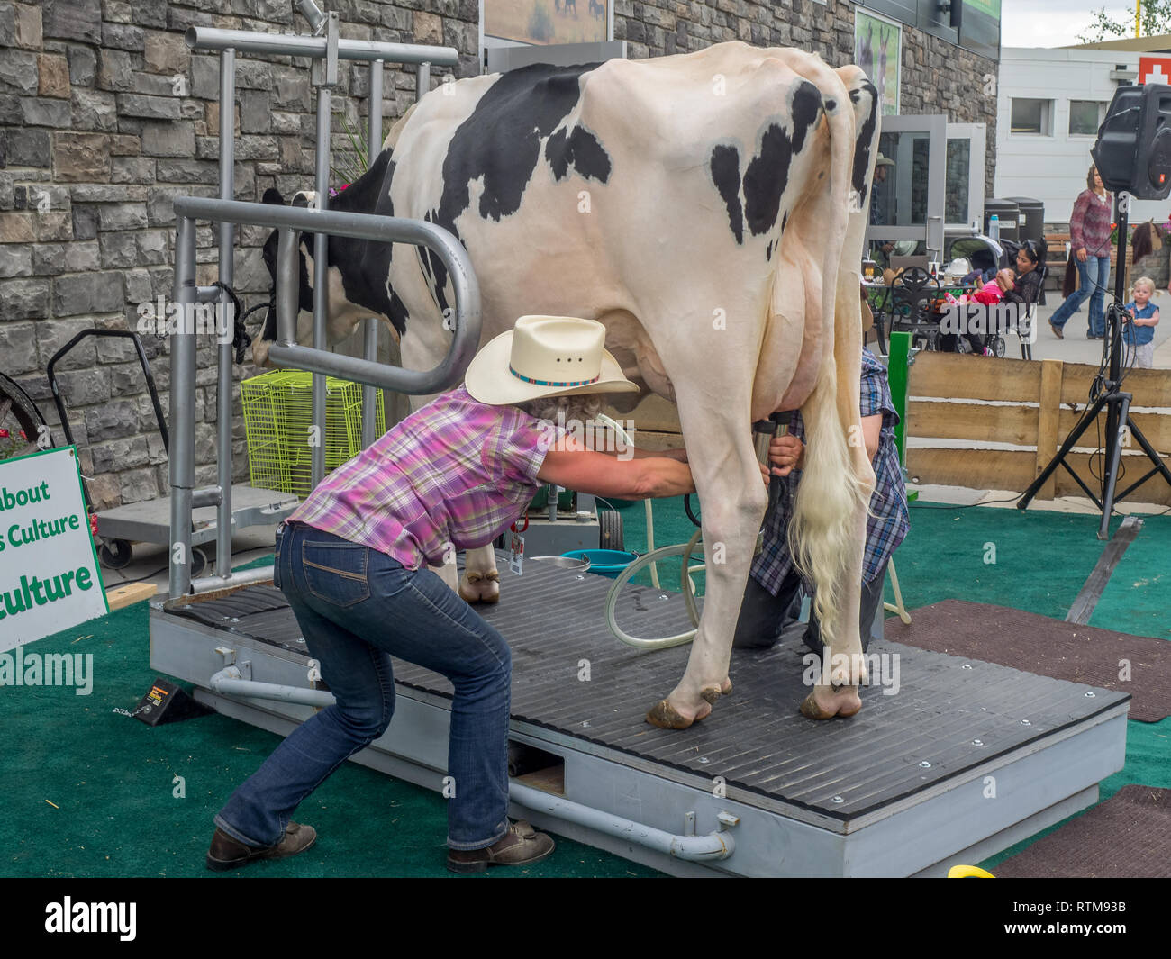 Cow milking demonstration at the Calgary Stampede at sunset on July 8