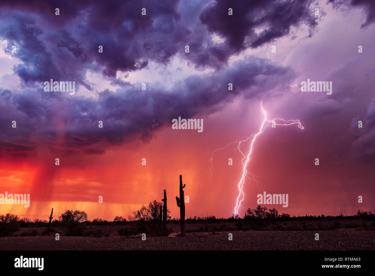 Colorful sunset sky with a lightning bolt strike from a monsoon thunderstorm and Saguaro cactus in the desert Vicksburg, Arizona Stock Photo