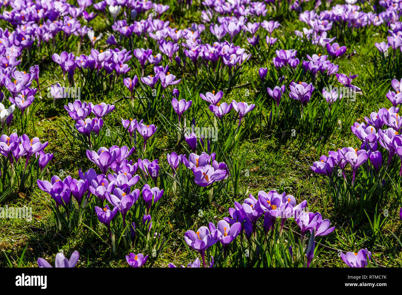 Crocus display at Lister Park, Bradford, Yorkshire, UK Stock Photo