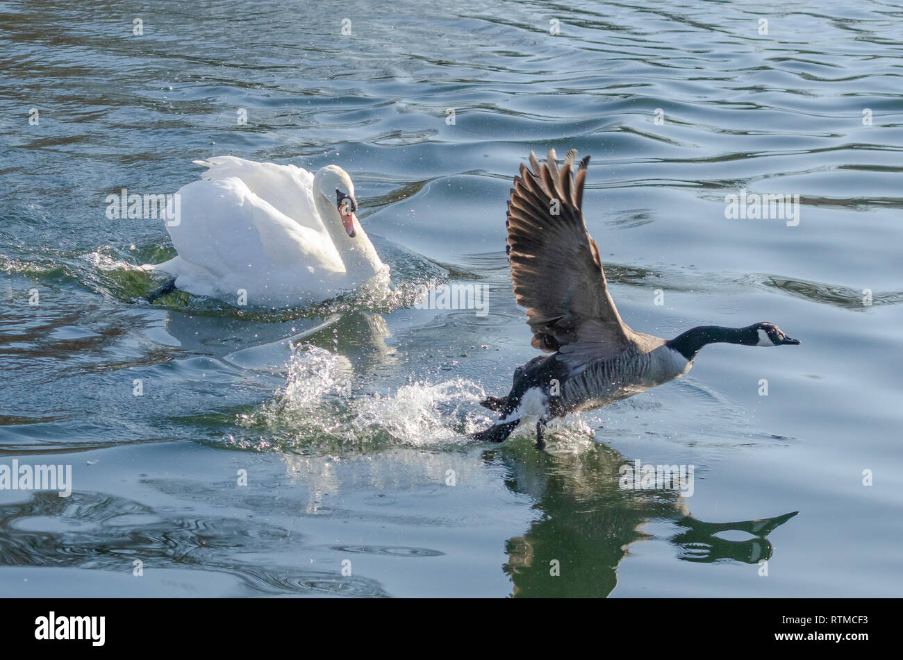 A mute swan chasing a canada goose. Stock Photo