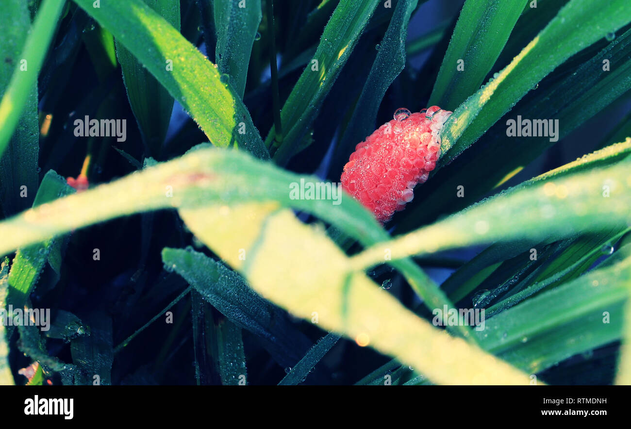 Shellfish eggs or Pomacea canaliculata on green young rice plant Stock Photo