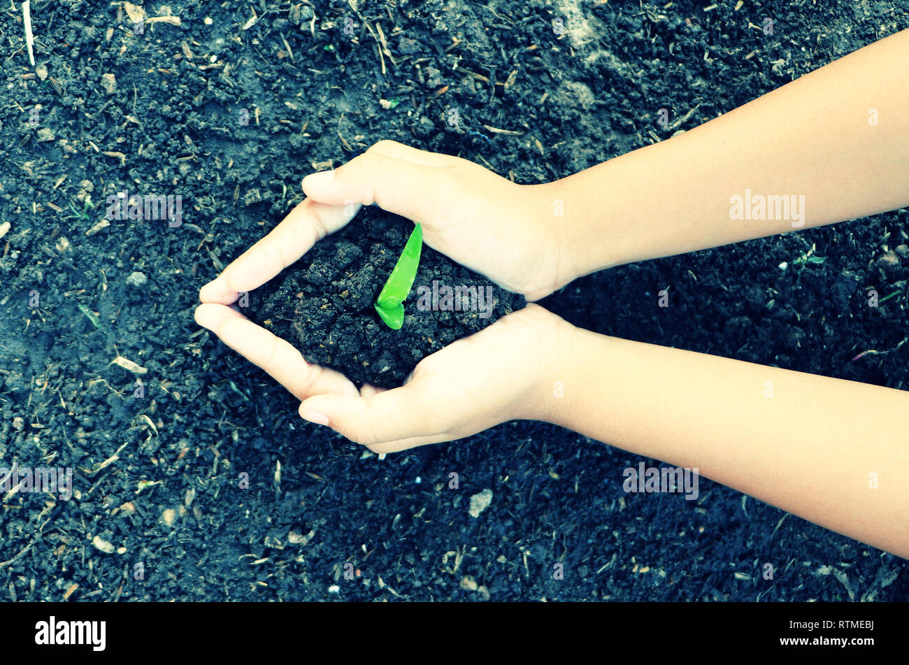 Palms holding plant and soil ready for growing Stock Photo Alamy
