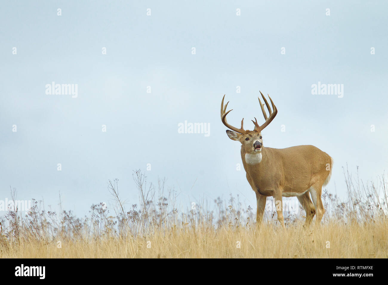 Whitetail Deer - a buck performs the Flehmen Response on a ridge top during the autumn mating season, or 'rut' Stock Photo