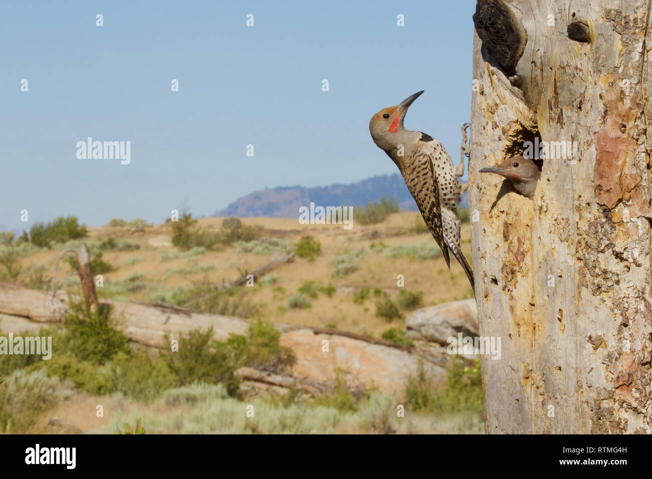 Adult Northern Flicker attends to its young at the nest tree - the scabland sagebrush habitat is showcased in this environmental portrait Stock Photo