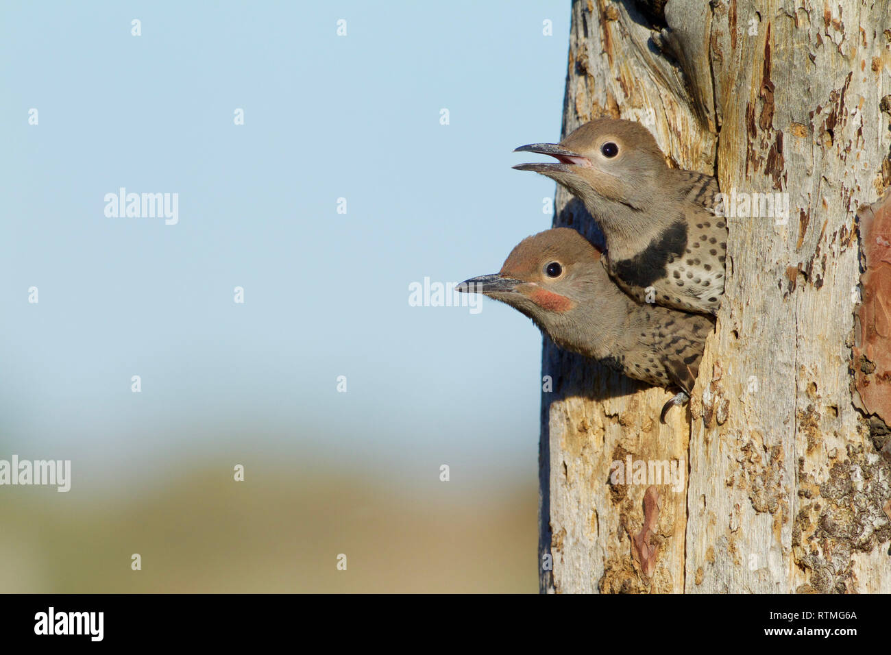 Baby Northern Flickers at the nest tree anxiously await the coming of their mother, who will bring a meal Stock Photo