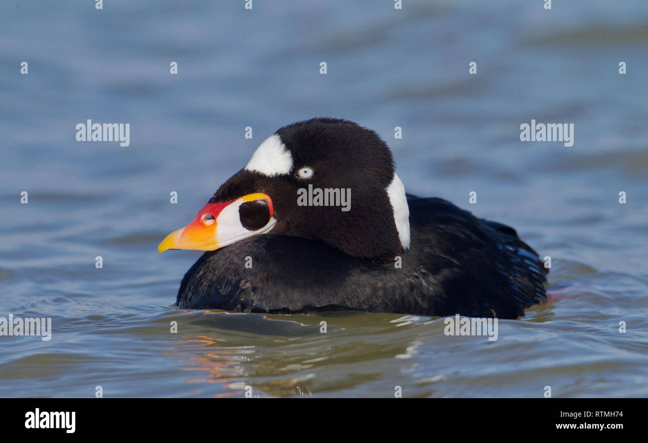 Surf Scoter - close up portrait that showcases this sea duck's colorful bill in winter plumage Stock Photo