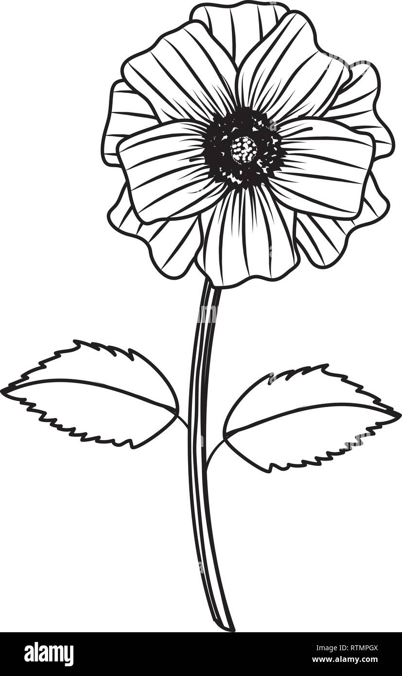 Flower with leaves drawing Stock Vector Image Art Alamy