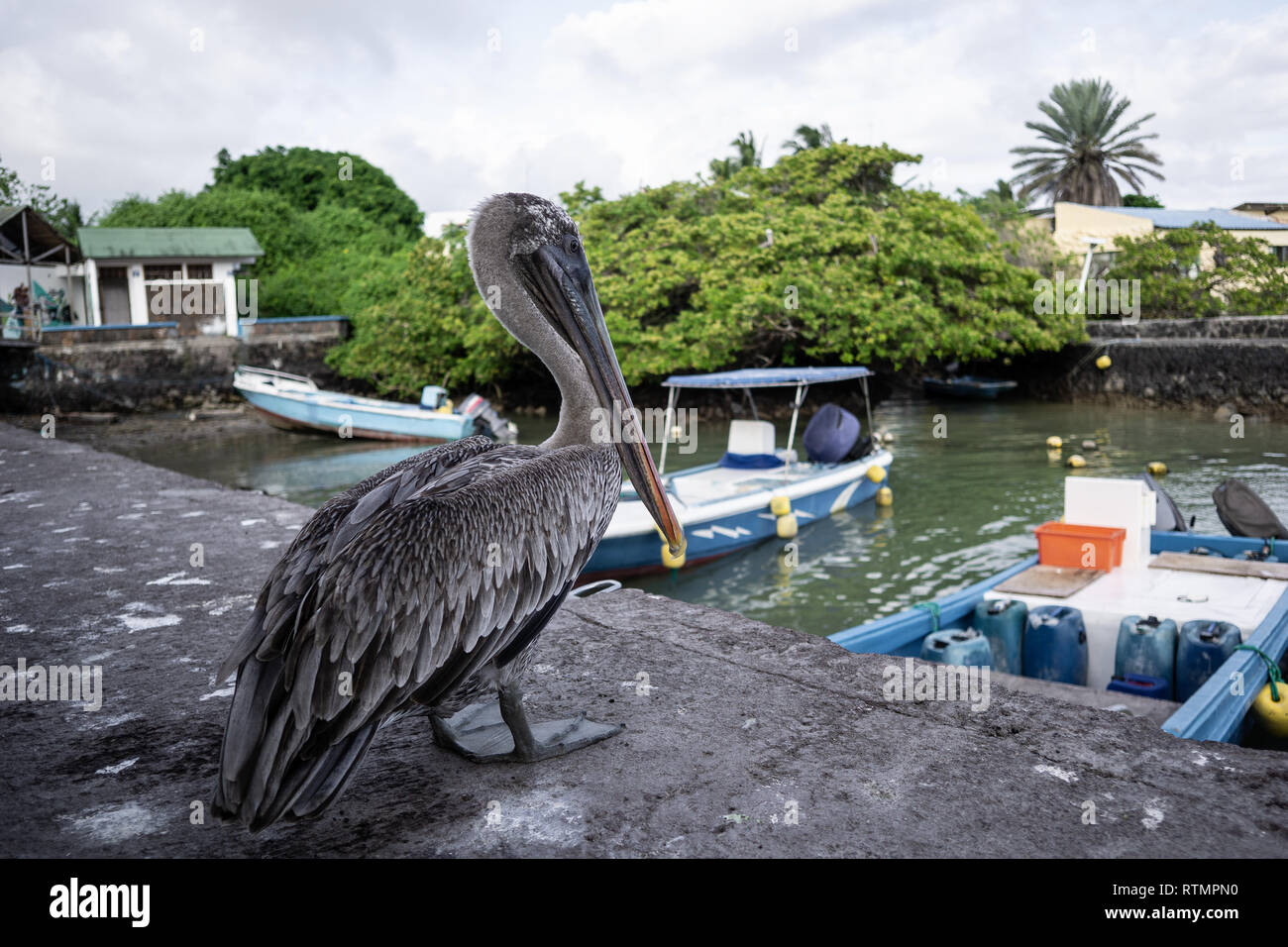 Galapagos Brown Pelican at Puerto Ayora Stock Photo
