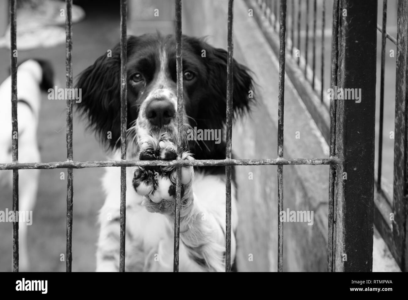 caged dog, with sad face Stock Photo