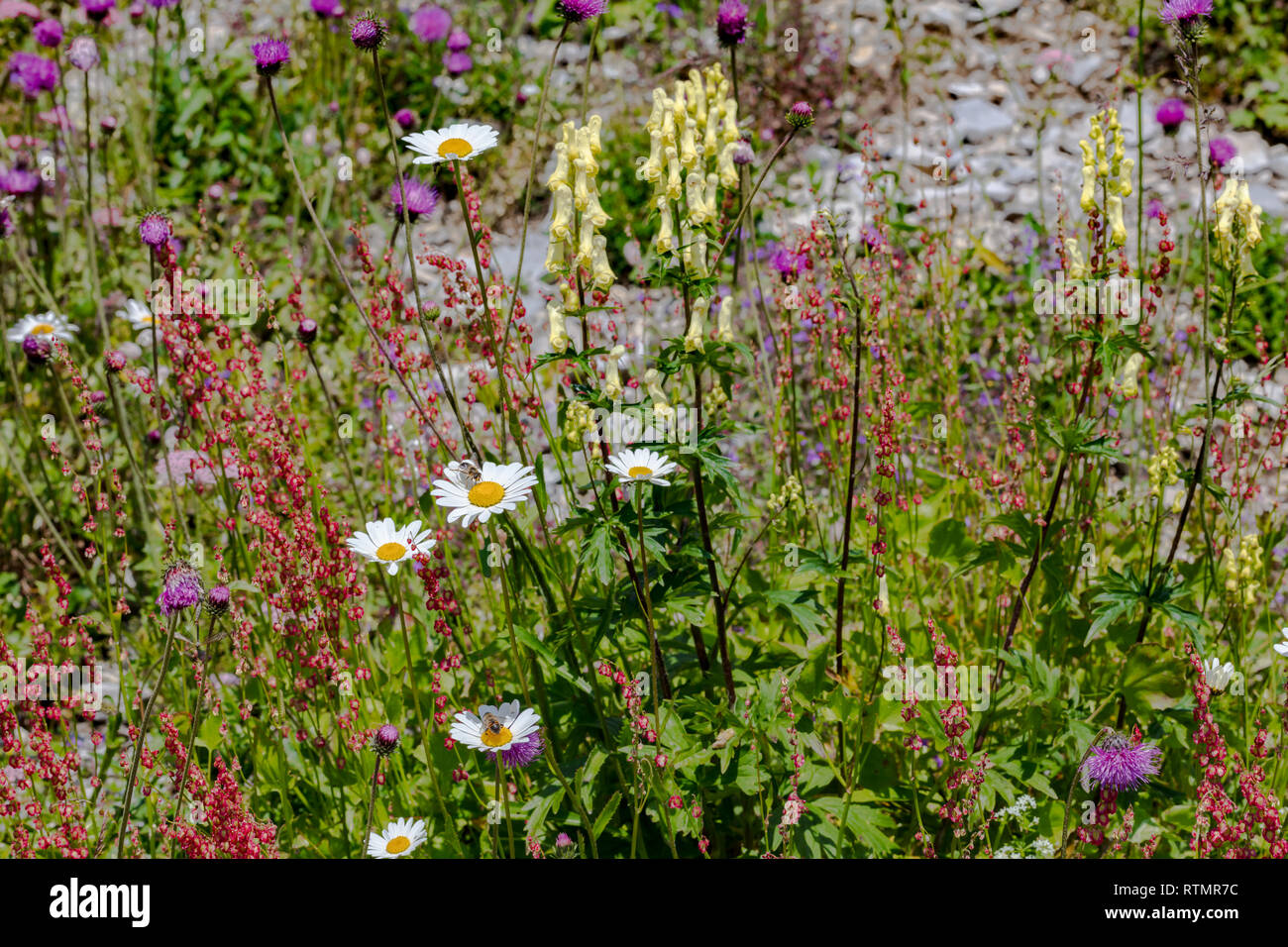 Wild flower meadow, margaritas, red clover, mountain cornflower, aster, daisy, composite, yellow aconite, yellow monk's-hood, in the Swiss Alps, Switz Stock Photo