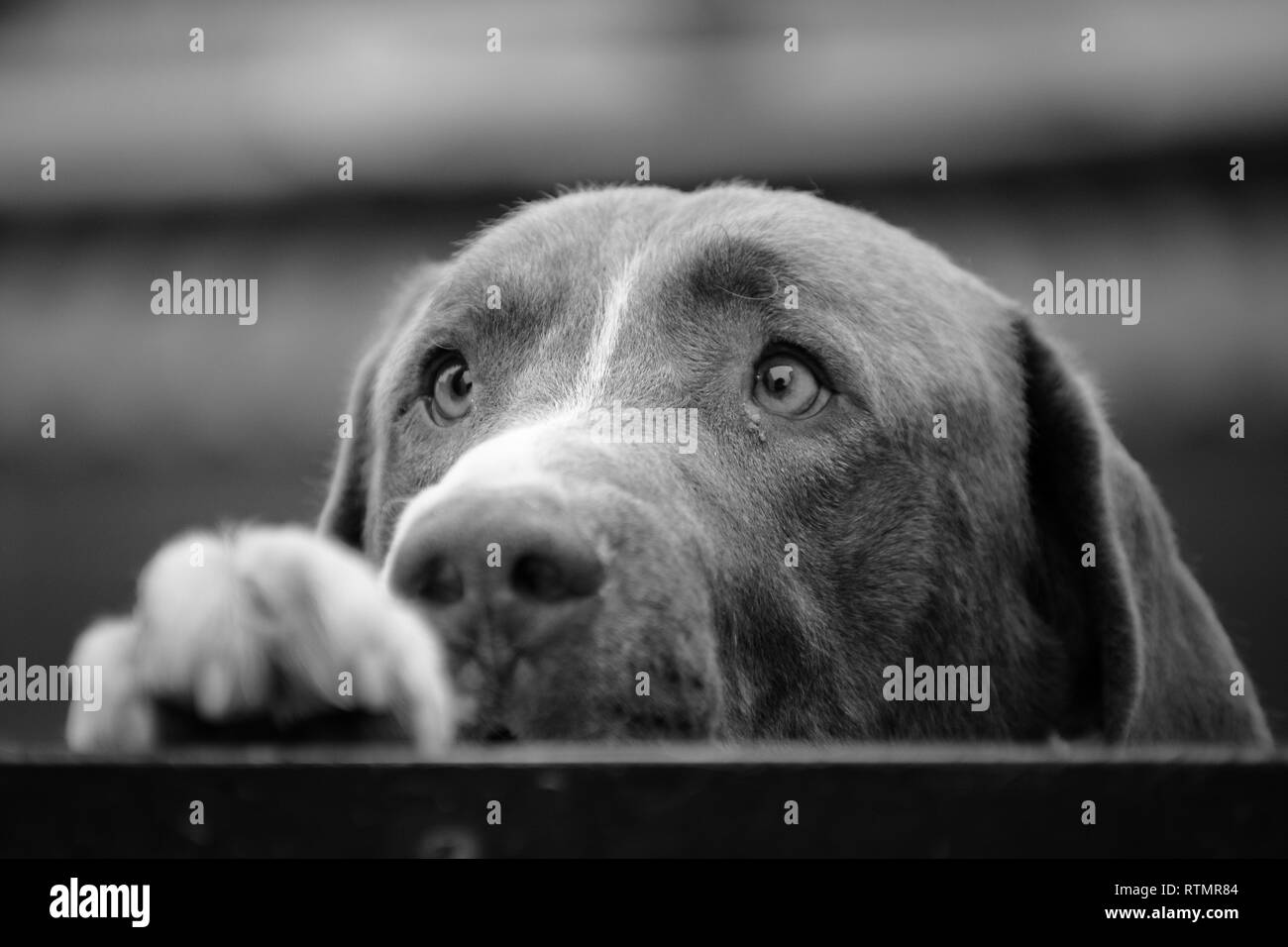 caged dog, with sad face Stock Photo - Alamy