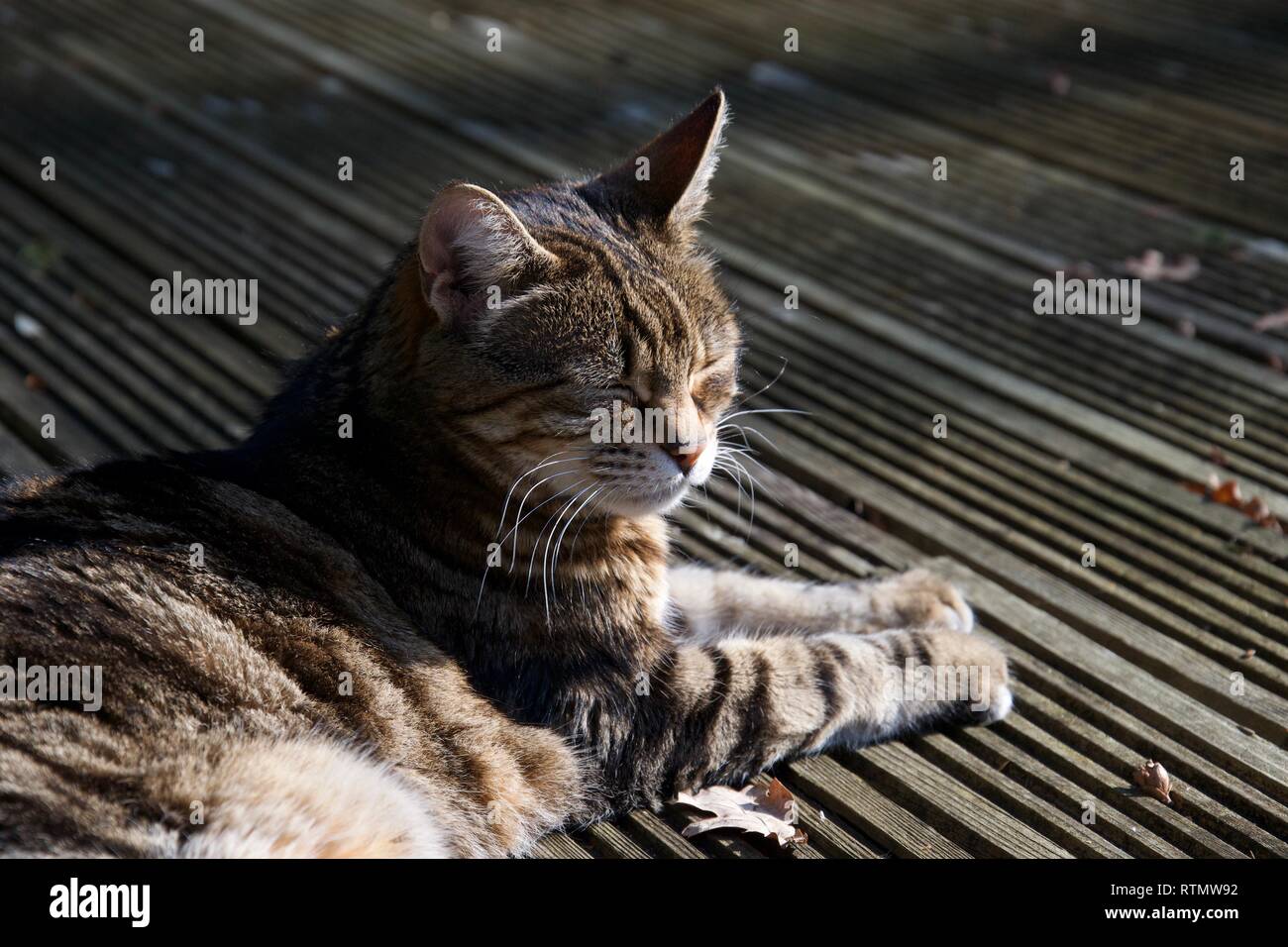 A brown, ginger, striped pet cat lies on decking outdoors in a garden, her eyes closed and partially sunbathing in bright sunlight Stock Photo