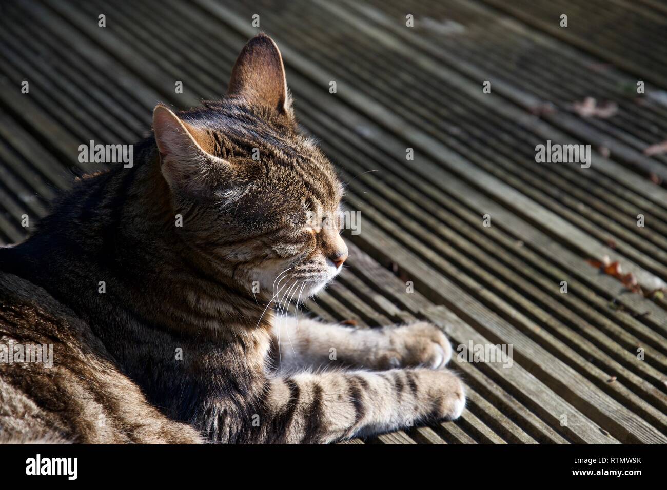 A brown, ginger, striped pet cat lies on decking outdoors in a garden, her eyes closed and partially sunbathing in bright sunlight Stock Photo
