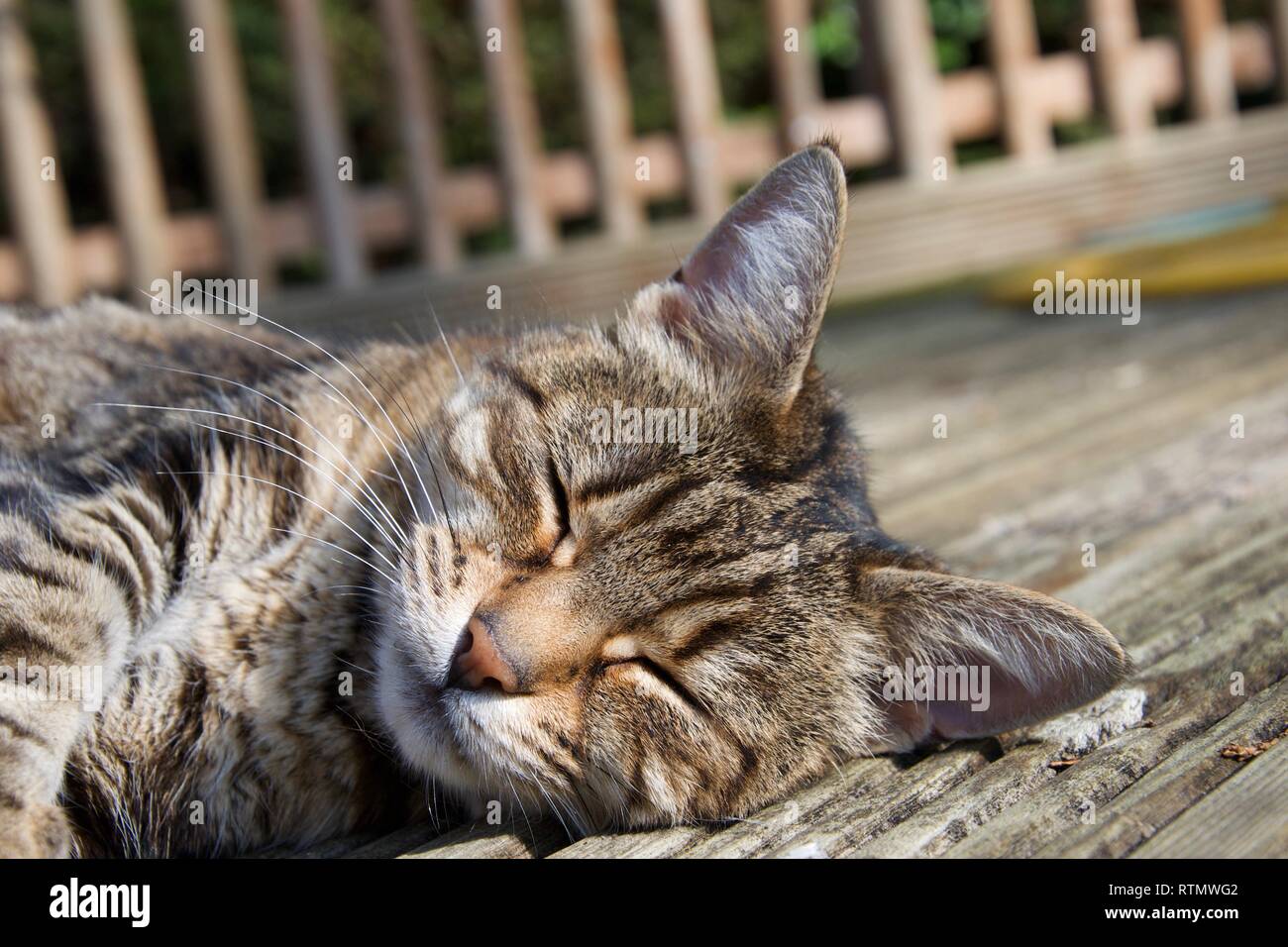 Close up on the head of a small brown striped female pet cat. She is resting, stretched out in sunlight on wooden outdoor decking with a garden fence  Stock Photo