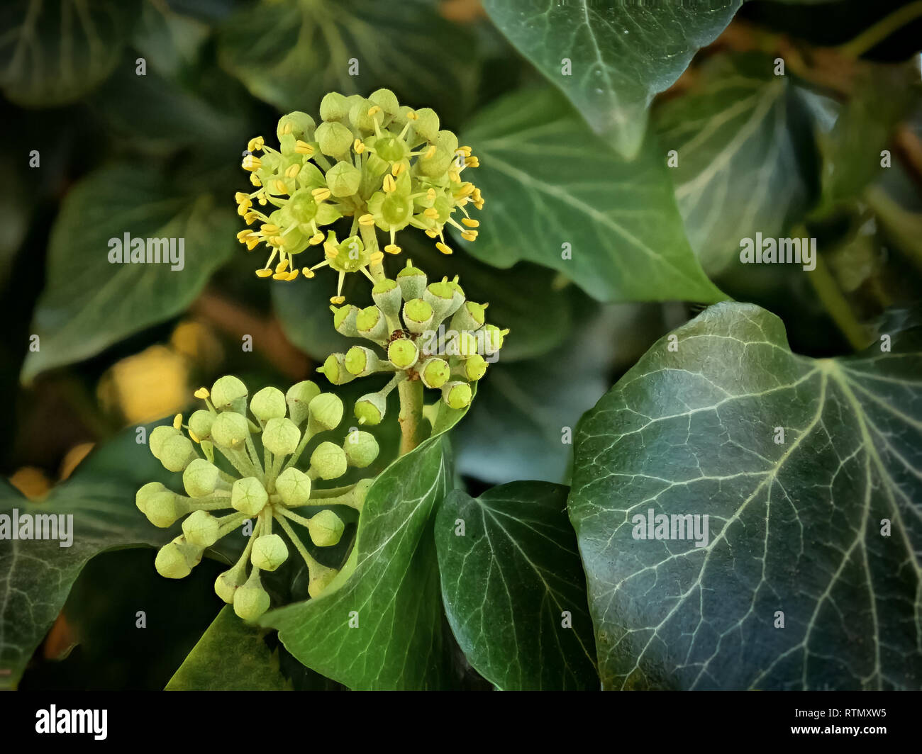 Common Ivy flowers - Hedera helix - detail shot Stock Photo