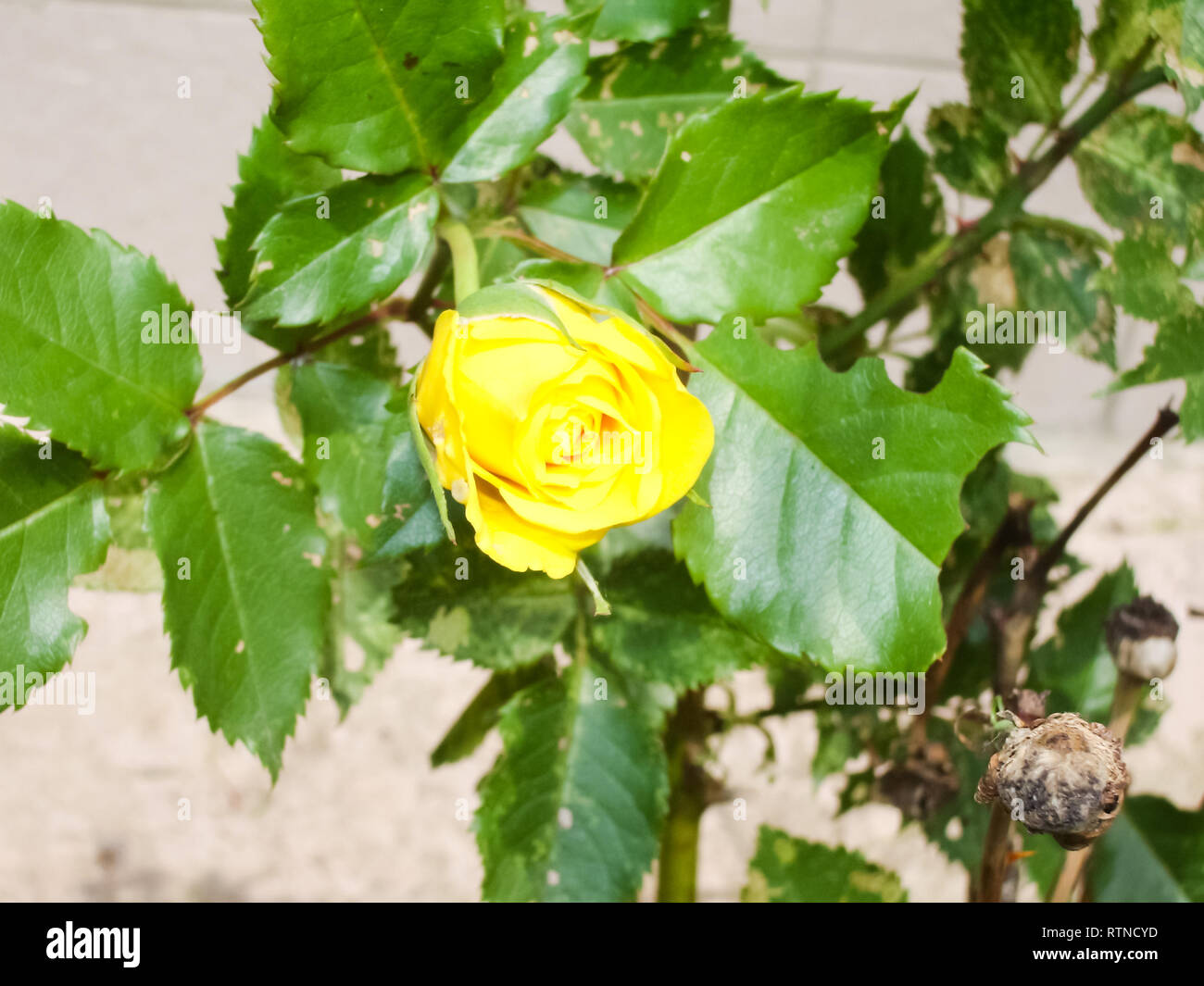 Blooming roses, petals of rose flowers. Blooming roses, petals of rose