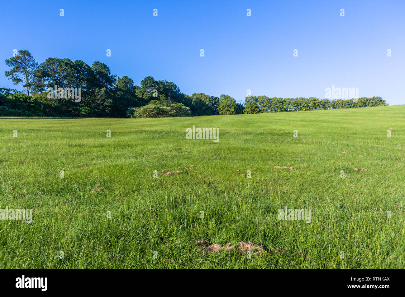 Green grass hillside with distant trees along  horizon blue sky landscape. Stock Photo