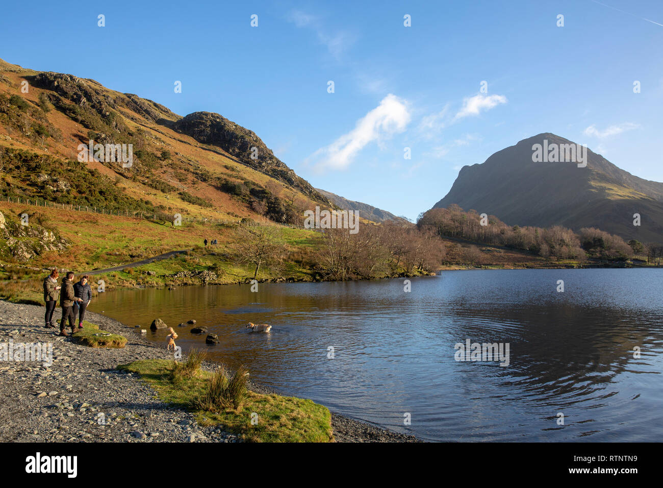Three men on the shore of Lake Buttermere whilst their dogs play in the lake,Lake District,Cumbria,England Stock Photo