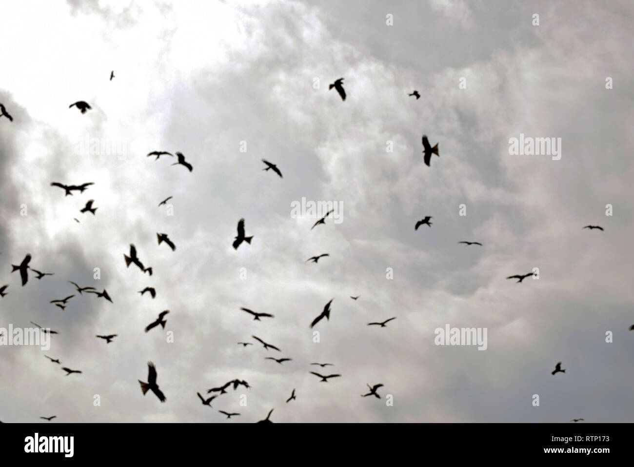 Full of birds hi-res stock photography and images - Alamy