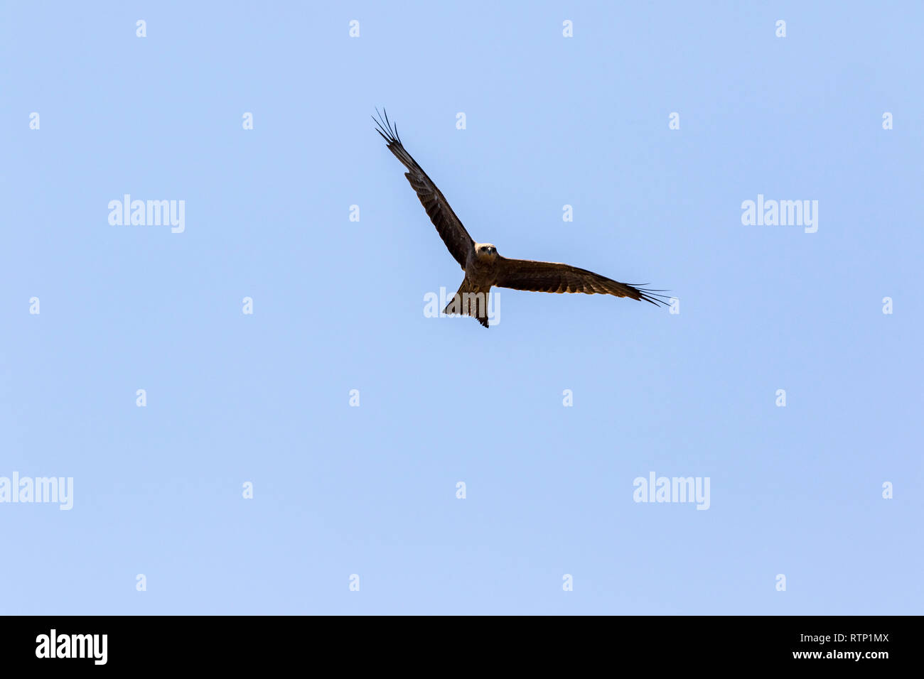Whistling Kite in flight at Fogg Dam, Northern Territory, Ausrtalia