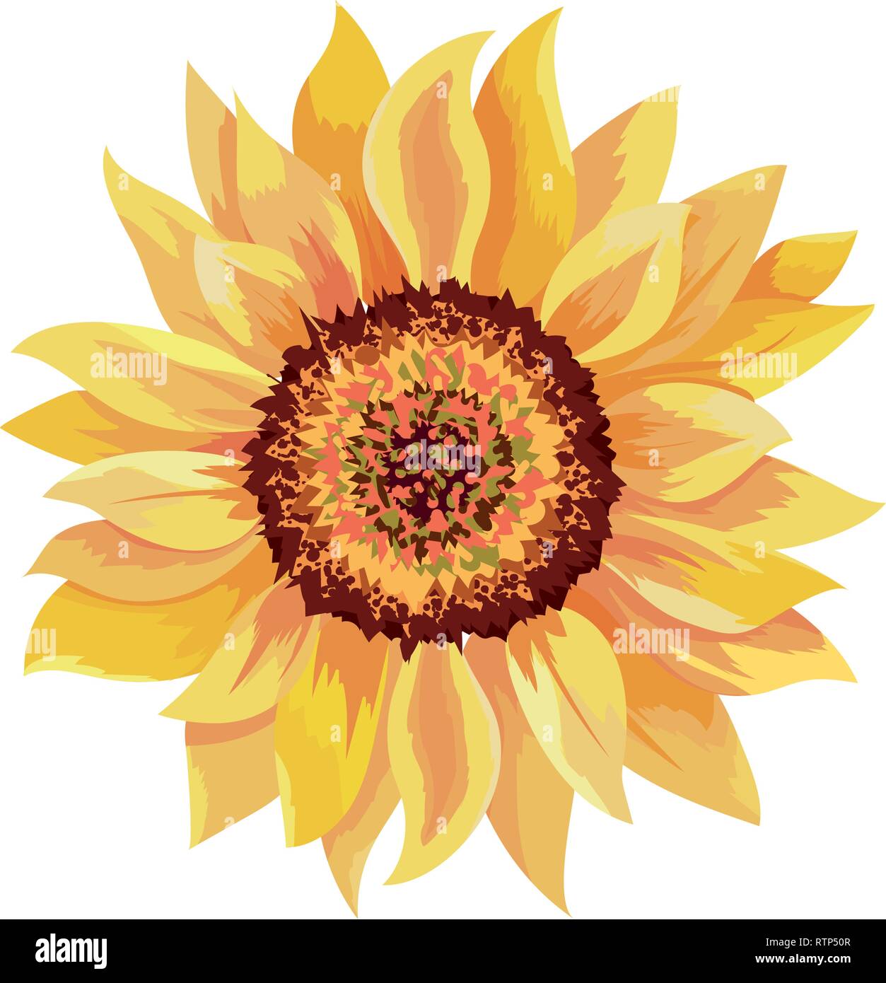 Beautiful Sunflower Drawing Stock Vector Image Art Alamy