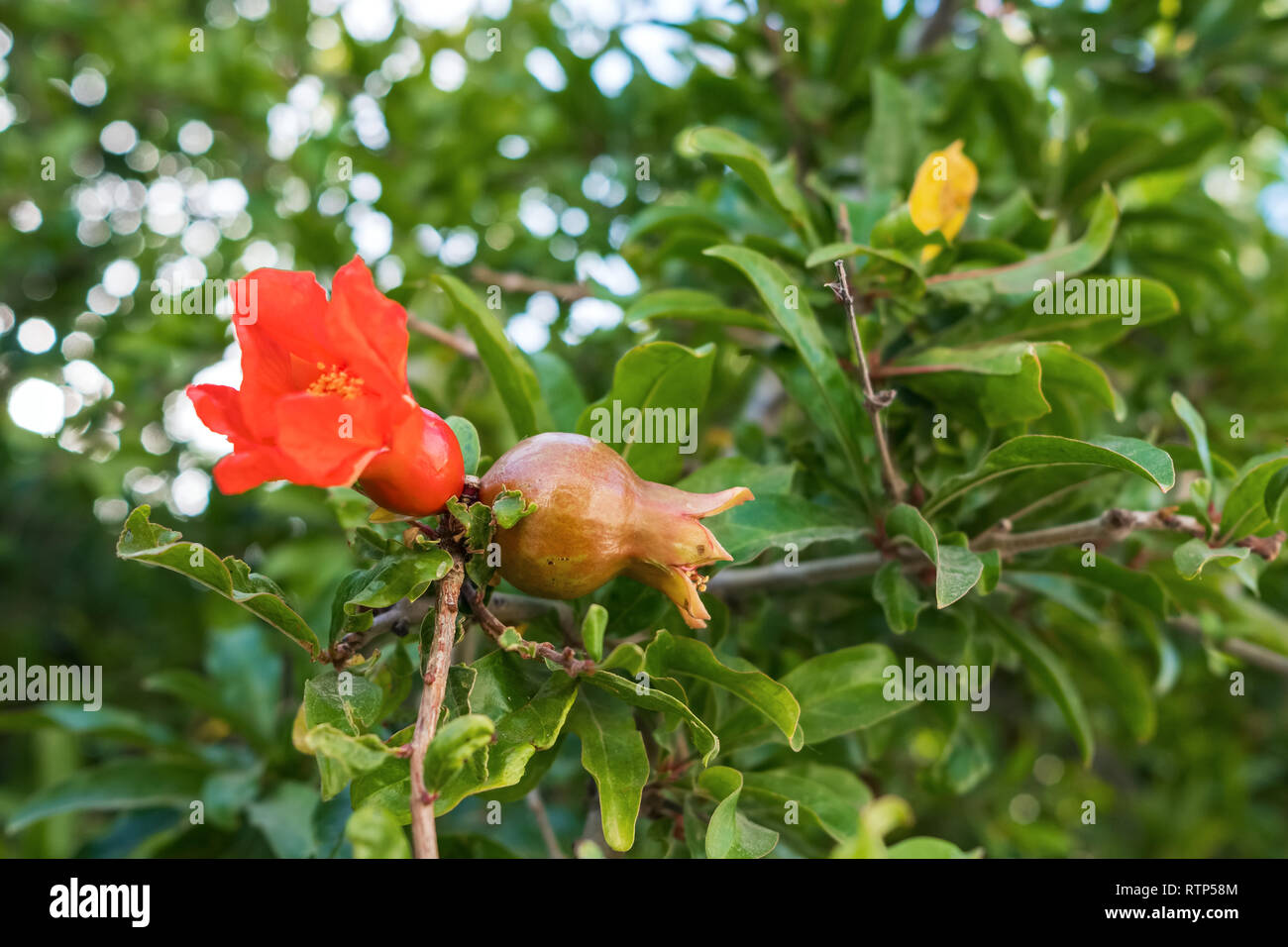 Flowers and young pomegranates on a green branch of the pomegranate