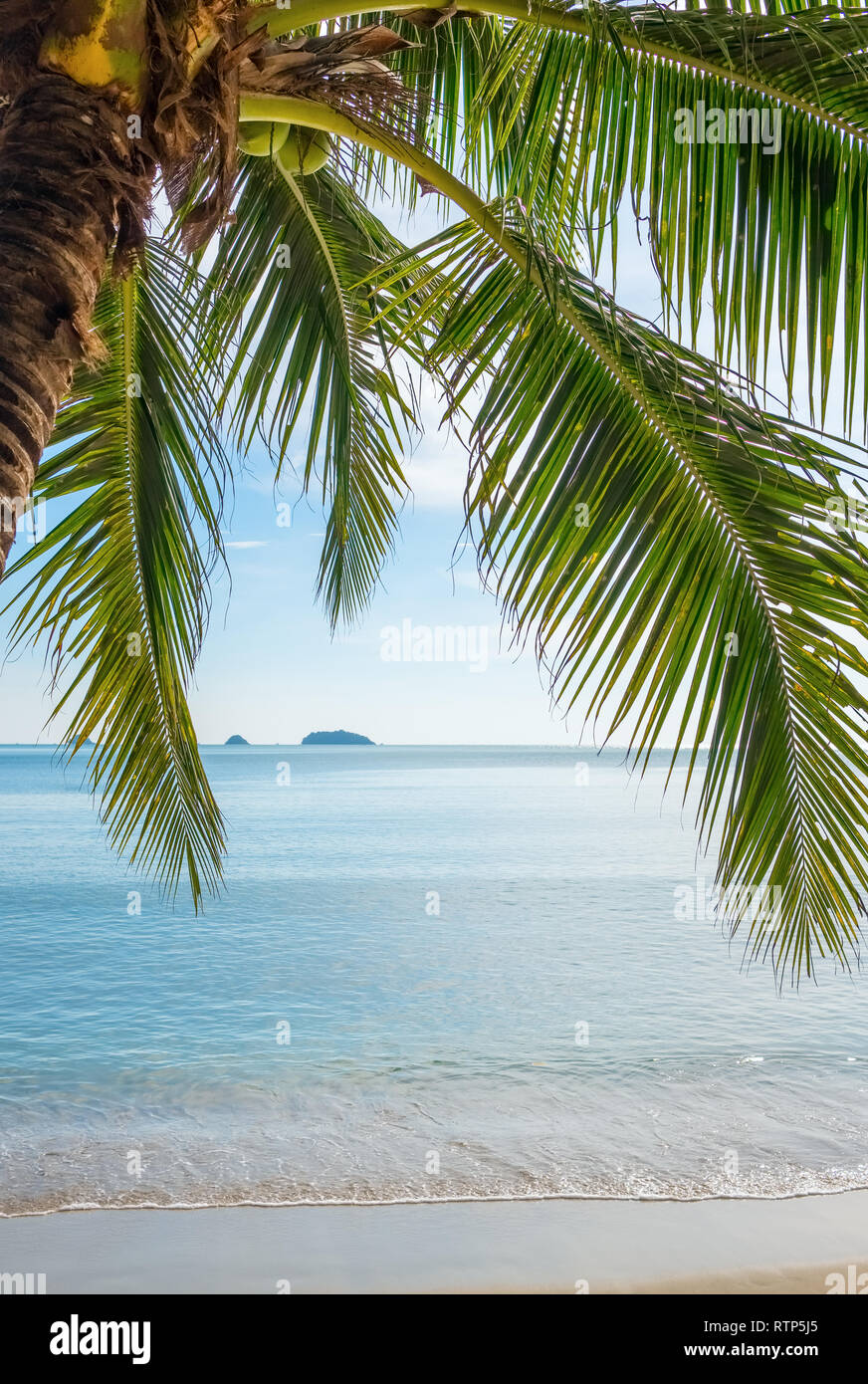 The Sea Beach Landscape With A Palm Tree Hi res Stock Photography And the-sea-beach-landscape-with-a-palm-tree-hi-res-stock-photography-and
