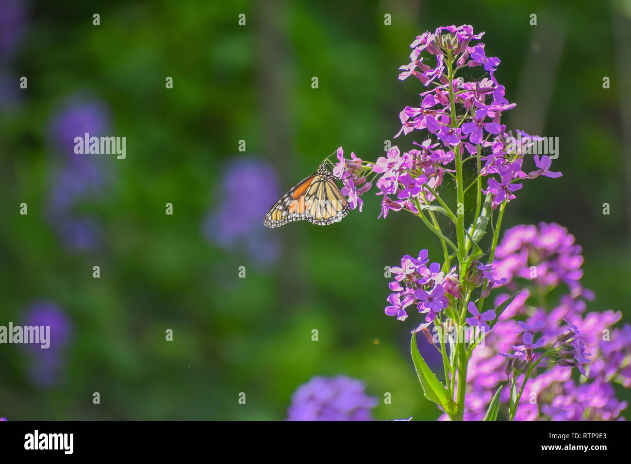 Monarch Butterfly on Purple Flowers Stock Photo