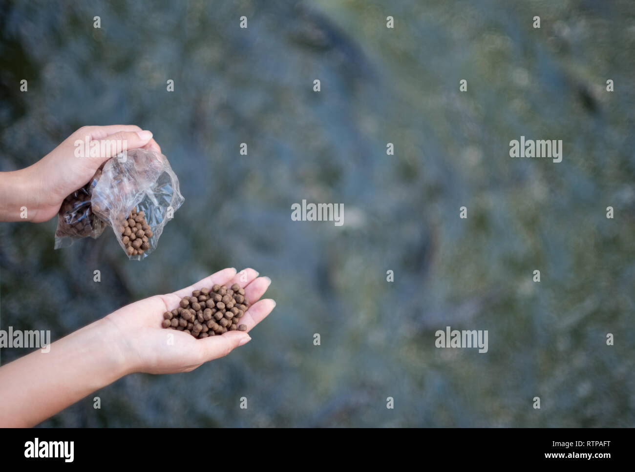 Hand holding fish feeding and other fish species. A hobby Stock Photo