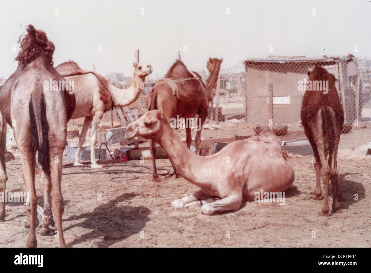 Camels are penned, waiting to be sold, at the Camel Market in Hofuf, Al-Ahsa, Saudi Arabia. Stock Photo