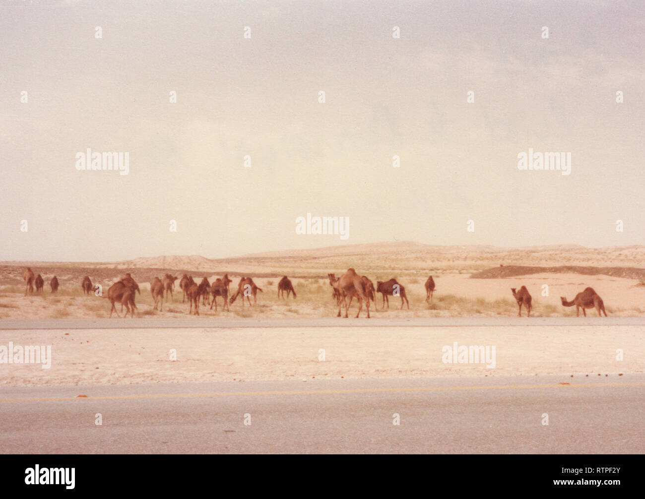 Camels graze and move at their shepherd's direction near Quarrayah Beach, outside of Abqaiq, Saudi Arabia in the late 70s. Stock Photo
